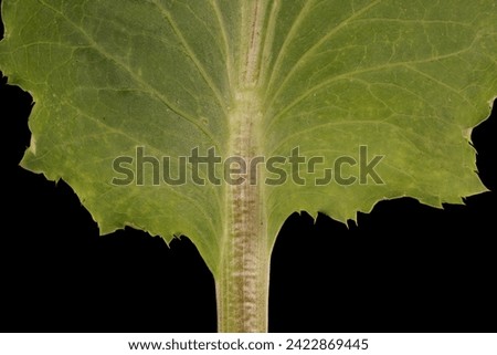 Blue Eryngo (Eryngium planum). Basal Leaf Base Closeup Royalty-Free Stock Photo #2422869445