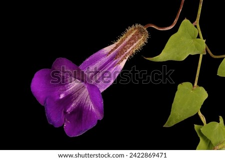 Trailing Snapdragon (Maurandya scandens). Flowering Shoot Closeup Royalty-Free Stock Photo #2422869471