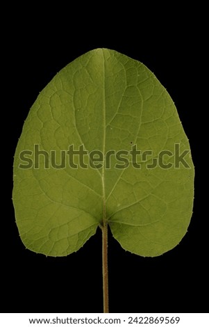 Greater Burdock (Arctium lappa). Basal Leaf Closeup Royalty-Free Stock Photo #2422869569