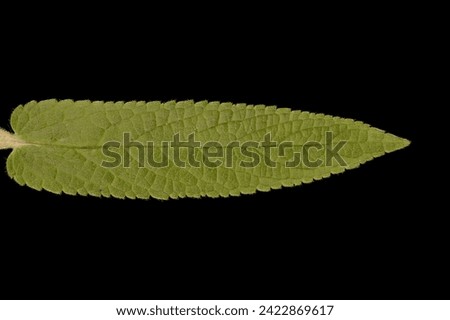 Marsh Woundwort (Stachys palustris). Leaf Closeup Royalty-Free Stock Photo #2422869617