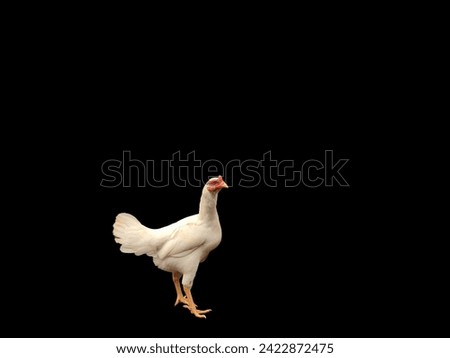 Take a picture of a chicken with a black background