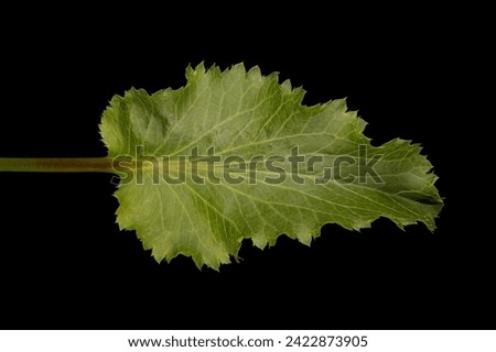 Blue Eryngo (Eryngium planum). Basal Leaf Closeup Royalty-Free Stock Photo #2422873905