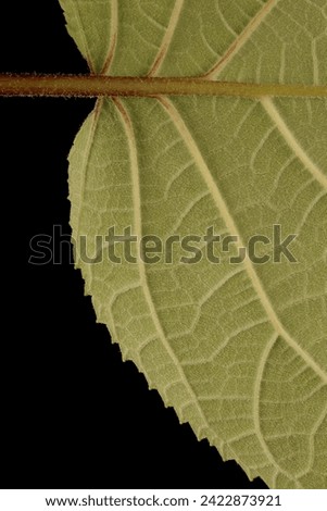 Smooth Hydrangea (Hydrangea arborescens). Leaf Detail Closeup Royalty-Free Stock Photo #2422873921