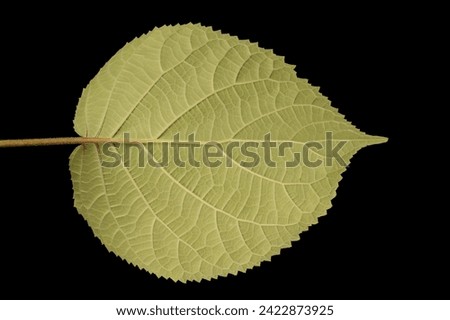 Smooth Hydrangea (Hydrangea arborescens). Leaf Closeup Royalty-Free Stock Photo #2422873925