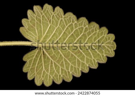 Big Betony (Betonica macrantha). Leaf Closeup Royalty-Free Stock Photo #2422874055