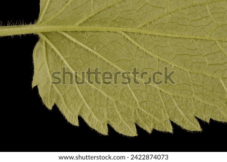 White Dead-Nettle (Lamium album). Leaf Detail Closeup Royalty-Free Stock Photo #2422874073