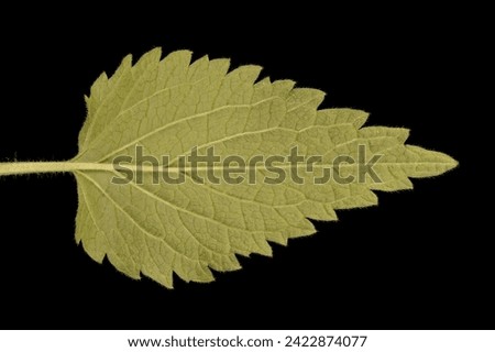 White Dead-Nettle (Lamium album). Leaf Closeup Royalty-Free Stock Photo #2422874077