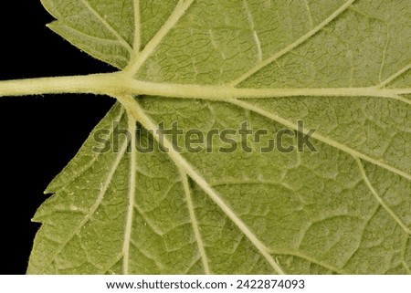 Black Currant (Ribes nigrum). Leaf Detail Closeup Royalty-Free Stock Photo #2422874093