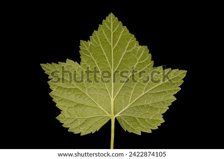 Black Currant (Ribes nigrum). Leaf Closeup Royalty-Free Stock Photo #2422874105