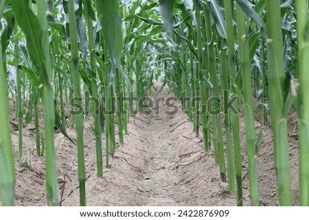 The corn plants are arranged in beautiful lines.
