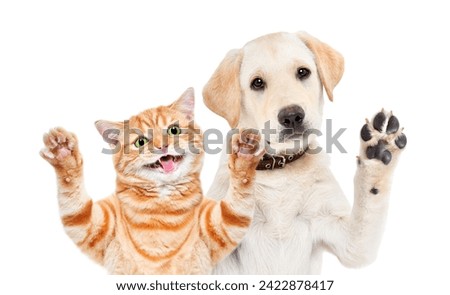 Cute Labrador puppy and Scottish Straight kitten waving their paws isolated on a white background Royalty-Free Stock Photo #2422878417