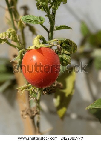 Tomato in plant pictures , garden Small tomato closeup picture