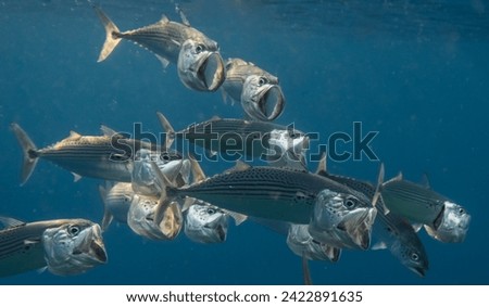 detail view from bigmouth mackerels with mouth wide open during freediving in egypt
