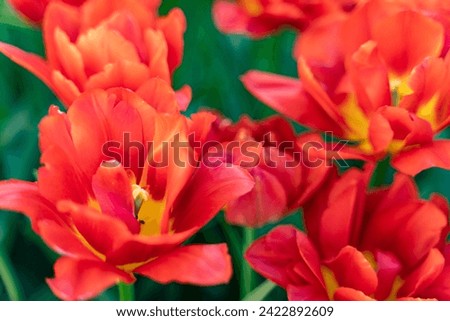 background of beautiful scarlet tulips in bloom