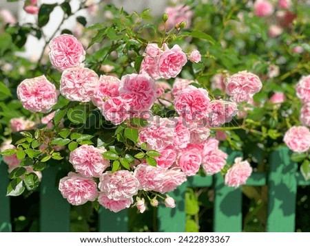 Beautiful rose bush pink flowers on garden fence. Royalty-Free Stock Photo #2422893367