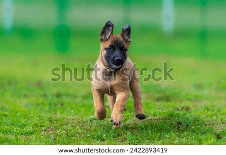 Belgian malinois Shepherd puppy running on the grass. Selective focus on the dog Royalty-Free Stock Photo #2422893419