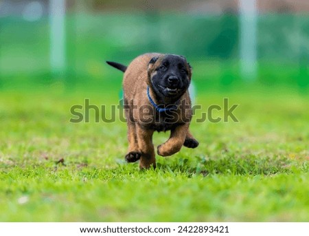 Malinois puppy running on the grass. Selective focus on the dog Royalty-Free Stock Photo #2422893421