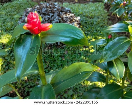Close up view of Costus pulverulentus, Spiral Ginger, or Pacing Pentul with unique flower shape and green leaf color in the garden