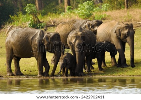 Asian elephant (Elephas maximus), also known as the Asiatic elephant, a group of elephants with young at a watering hole. Elephants playing by the water. Royalty-Free Stock Photo #2422902411