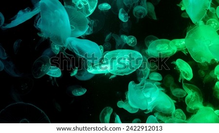 Jelly fish in the water, jelly fish in the fish tank Aquarium, colorful light jellyfish, conservation of aquatic animals, photography Jelly fish, colorful background cover