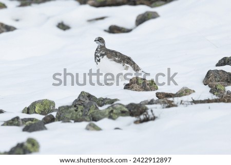 Rock ptarmigan walking on fresh snow in the mountains of Urho Kekkonen National Park, Northern Finland