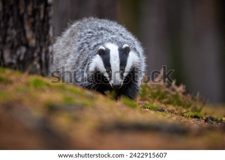 Close up, low angle, direct view of running European badger, Meles meles. Black and white striped forest animal  looking for prey in colorful autumn spruce forest. 