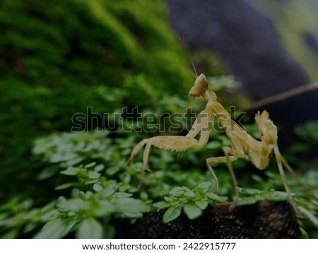 The Sentadu Grasshopper or Praying Mantis has a very unique shape and movement. This photo of a grasshopper shows detail and focus on the object it is infesting. Natural photos that look aesthetic.