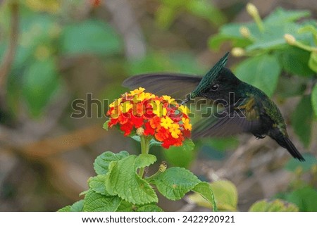 Antillian crested hummingbird hovering and feeding from red and yellow flowers                               