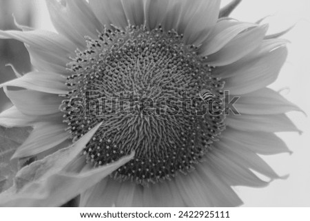 sunflower photographed in black and white