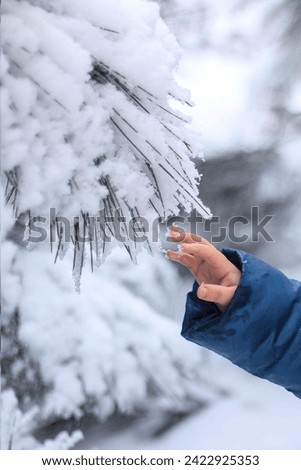 Kid's arm touching the snow on the branch of pine-tree stock photo