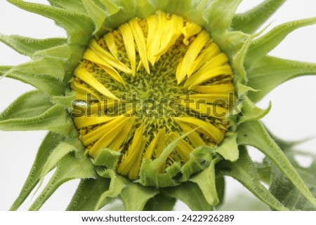 sunflowers that are still in bud, have not yet fully bloomed
