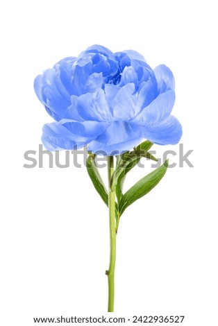 Beautiful light blue peony on white background