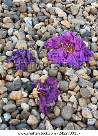 This image is a picture of purple flowers, which when these flowers are still on the tree, it is very beautiful, but when it falls on the stone floor, it can't destroy their beauty at all. ………………………..