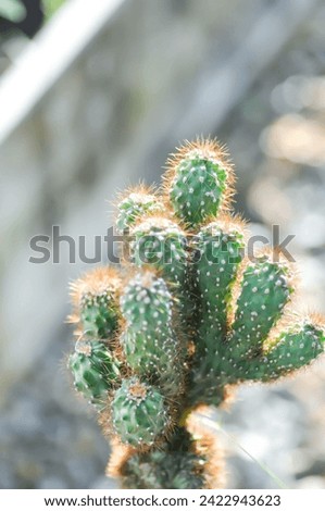 cactus , ERIOCEREUS Harrisia jusbertii or cactus or Fairytale castle or Cereus peruvianus or mammillaria cactus