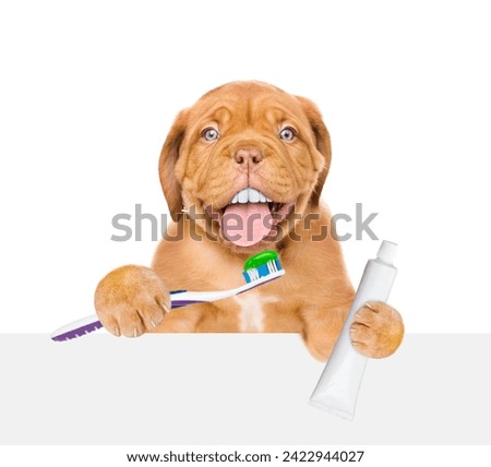 Mastiff puppy with funny big teeth holds the toothbrush with tube of toothpaste and looks above empty white banner. Isolated on white background
