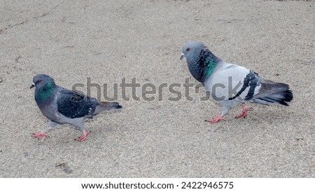  the footage showcases the pigeon's unique feeding behaviors and provides a close-up look at its graceful movements. Witness the beauty of nature in unexpected places pigeon flying  Royalty-Free Stock Photo #2422946575
