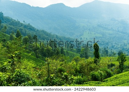 Munnar, Kerala. Panorama Landscape Photography of Tea Farm and wonderful nature landscapes