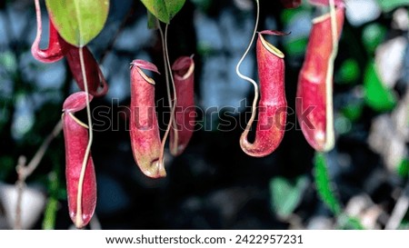 Nepenthes is a type of insectivorous plant Royalty-Free Stock Photo #2422957231