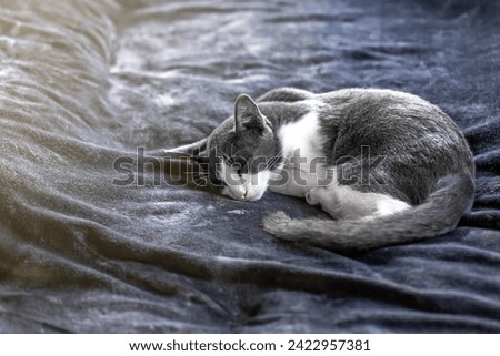 The house cat is resting happily. Royalty-Free Stock Photo #2422957381