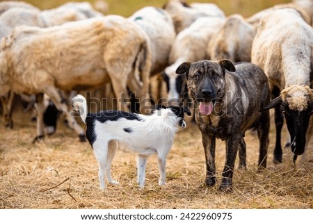 A flock of sheep on a farm guarded by two dogs - a small and a big breed dog. Yellow dry grass beneath the sheep. High quality photo Royalty-Free Stock Photo #2422960975
