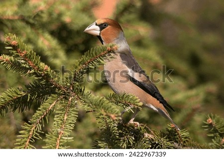 A fascinating  Hawfinch  stands on a spruce branch and looks around for a food. A hungry and magnificent bird with massive bill. Royalty-Free Stock Photo #2422967339