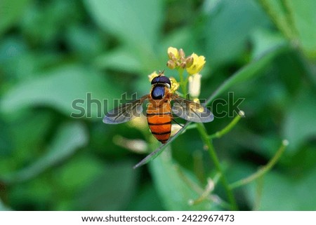 an Asarkina hoverfly perched on wild flower