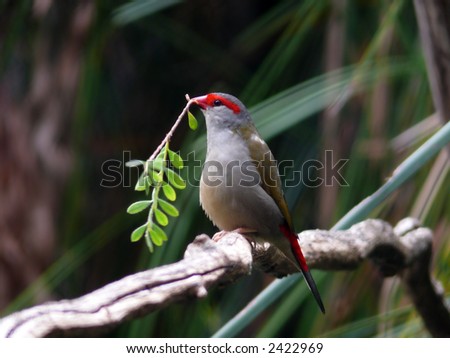 red browed finch Royalty-Free Stock Photo #2422969