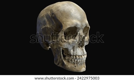 Isolated human skull skeleton, Anatomy. 