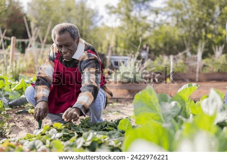 Senior African American farmer grandfather kneeling in his vegetable garden harvesting the crop from the orchard Royalty-Free Stock Photo #2422976221
