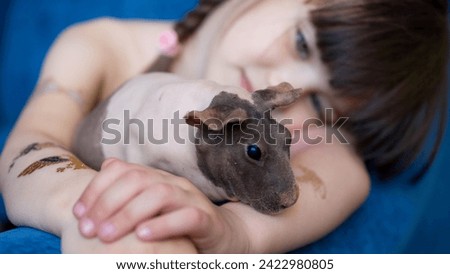 a bald guinea pig lies in the arms of a little girl