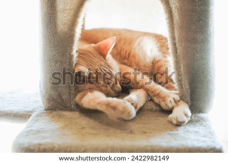 A ginger cat sleeping peacefully on a cat tree. Royalty-Free Stock Photo #2422982149