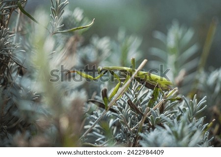 Praying mantis sitting on lavender in Austria, close-up picture