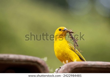 Canario da Terra, bird of the Brazilian fauna. In Sao Paulo, SP. Beautiful yellow bird with branches in its beak Royalty-Free Stock Photo #2422984481