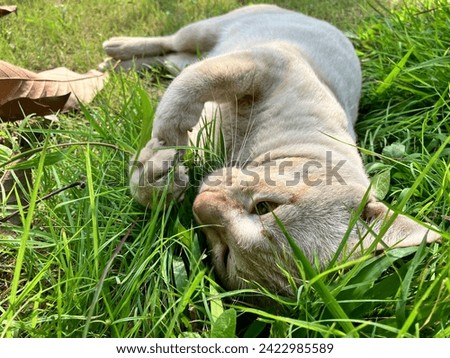 Fat cat playing in the grass